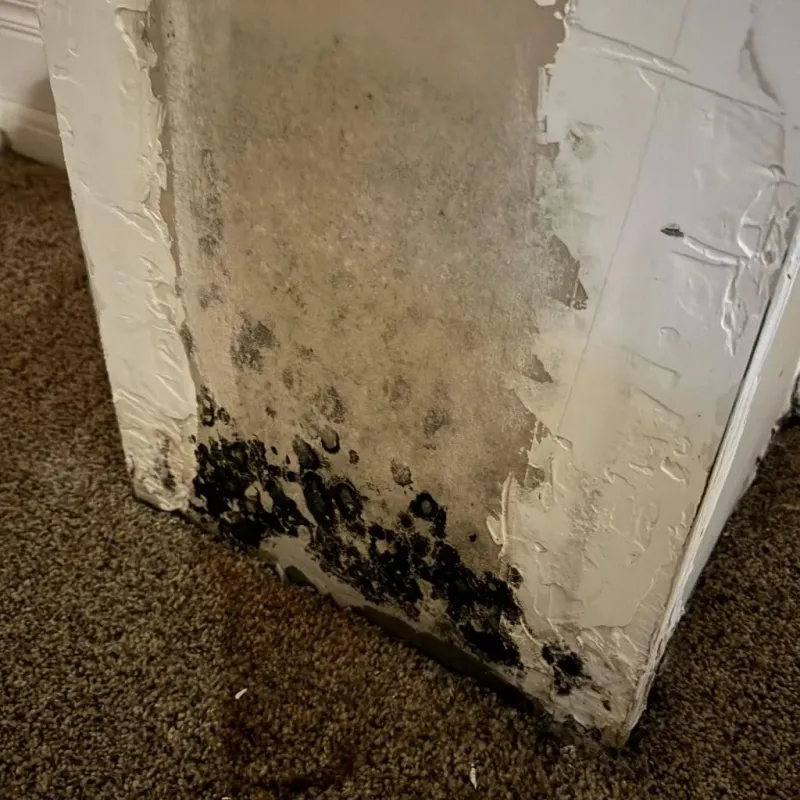 Professional Mold Removal in Hamilton, NY